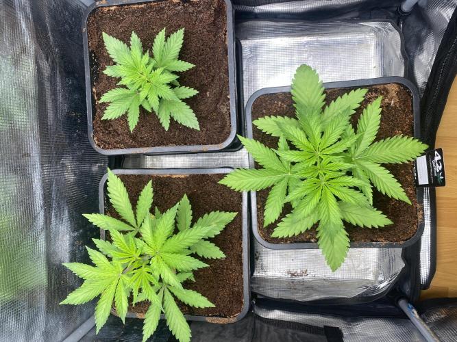 🦍🍪Gorilla Cookies FF# Phenohunt. Week 2