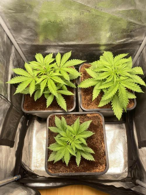 🦍🍪Gorilla Cookies FF# Phenohunt. Week 3