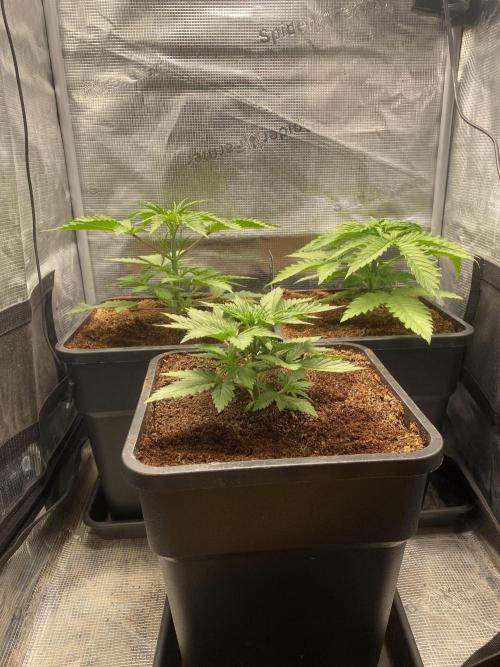 🦍🍪Gorilla Cookies FF# Phenohunt. Week 3