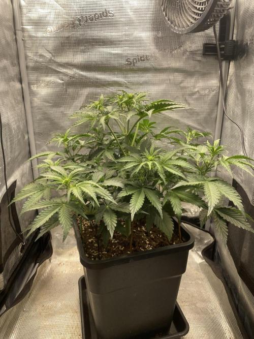Runtz Auto. Week 4