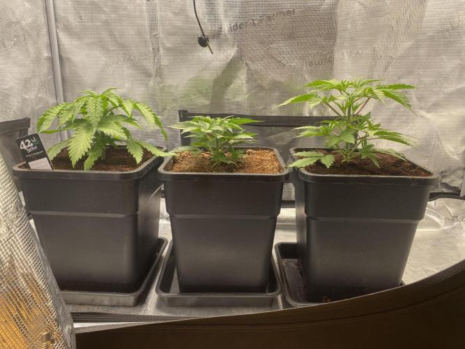 🦍🍪Gorilla Cookies FF# Phenohunt. Week 3