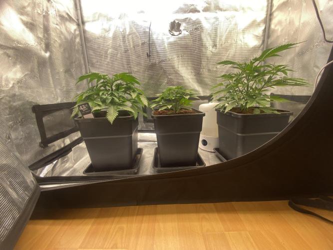 🦍🍪Gorilla Cookies FF# Phenohunt. Week 3