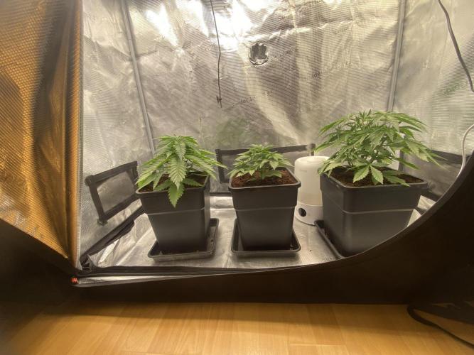 🦍🍪Gorilla Cookies FF# Phenohunt. Week 3