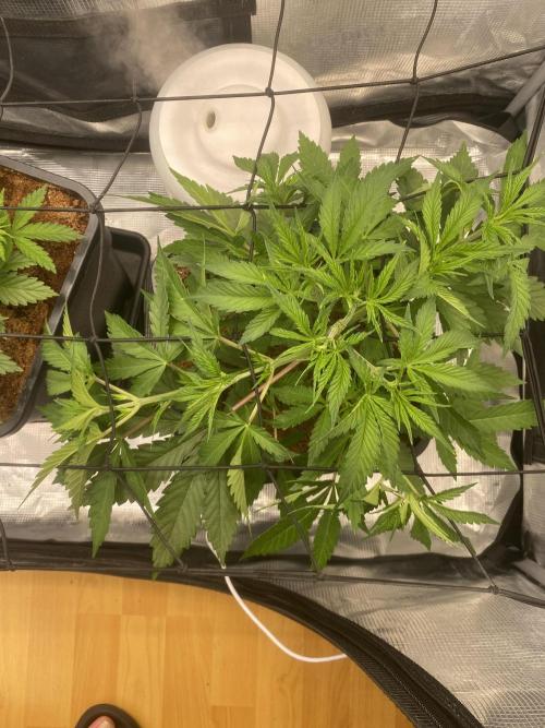 🦍🍪Gorilla Cookies FF# Phenohunt. Week 4