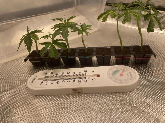 🦍🍪Gorilla Cookies FF# Phenohunt. Week 4