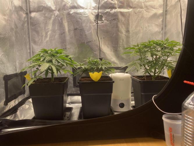 🦍🍪Gorilla Cookies FF# Phenohunt. Week 4