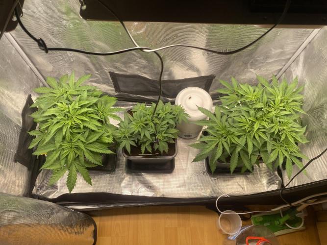 🦍🍪Gorilla Cookies FF# Phenohunt. Week 4