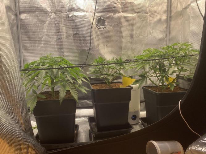 🦍🍪Gorilla Cookies FF# Phenohunt. Week 4