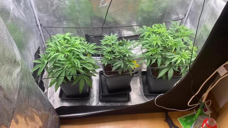 🦍🍪Gorilla Cookies FF# Phenohunt