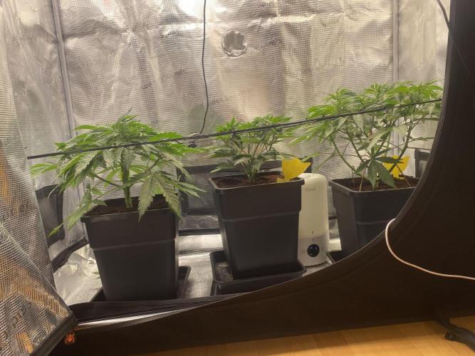 🦍🍪Gorilla Cookies FF# Phenohunt. Week 4