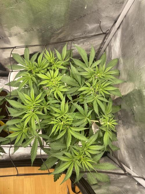 🦍🍪Gorilla Cookies FF# Phenohunt. Week 4