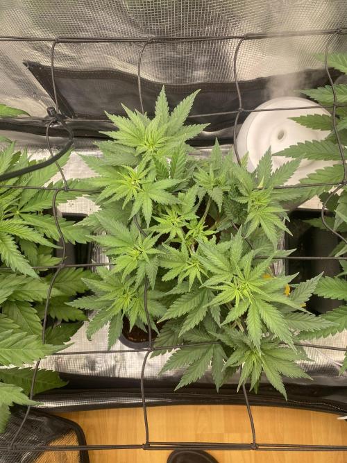 🦍🍪Gorilla Cookies FF# Phenohunt. Week 4