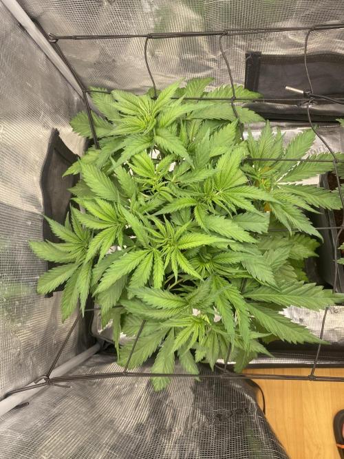 🦍🍪Gorilla Cookies FF# Phenohunt. Week 4