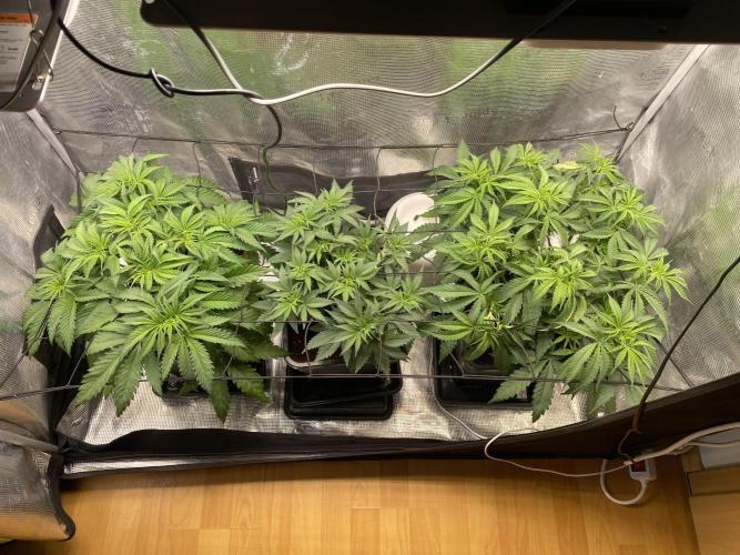 🦍🍪Gorilla Cookies FF# Phenohunt. Week 5