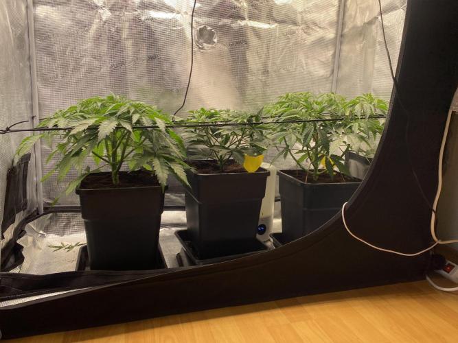 🦍🍪Gorilla Cookies FF# Phenohunt. Week 5