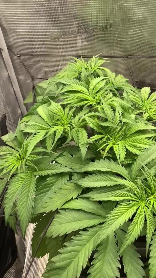 🦍🍪Gorilla Cookies FF# Phenohunt