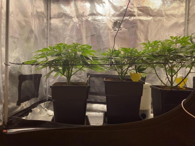 🦍🍪Gorilla Cookies FF# Phenohunt. Week 5