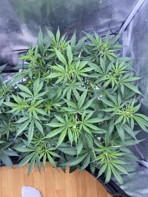 🦍🍪Gorilla Cookies FF# Phenohunt. Week 5