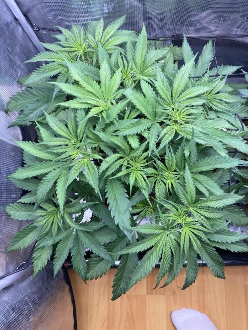 🦍🍪Gorilla Cookies FF# Phenohunt. Week 5