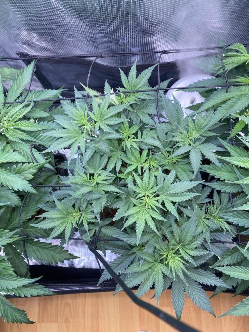 🦍🍪Gorilla Cookies FF# Phenohunt. Week 5