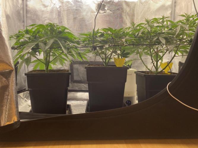 🦍🍪Gorilla Cookies FF# Phenohunt. Week 5