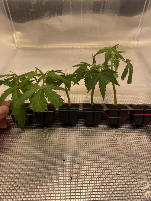 🦍🍪Gorilla Cookies FF# Phenohunt. Week 5