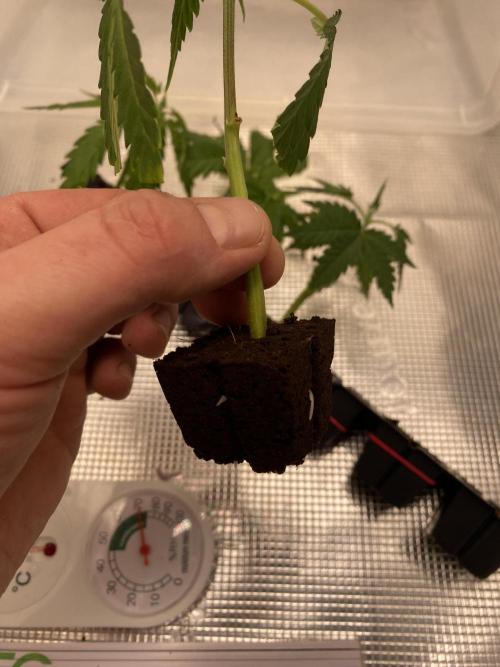 🦍🍪Gorilla Cookies FF# Phenohunt. Week 5