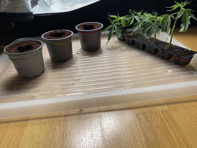 🦍🍪Gorilla Cookies FF# Phenohunt. Week 5