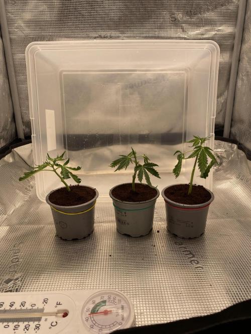 🦍🍪Gorilla Cookies FF# Phenohunt. Week 5