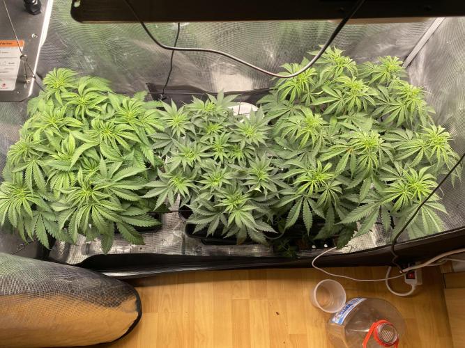 🦍🍪Gorilla Cookies FF# Phenohunt. Week 5