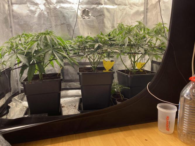 🦍🍪Gorilla Cookies FF# Phenohunt. Week 5