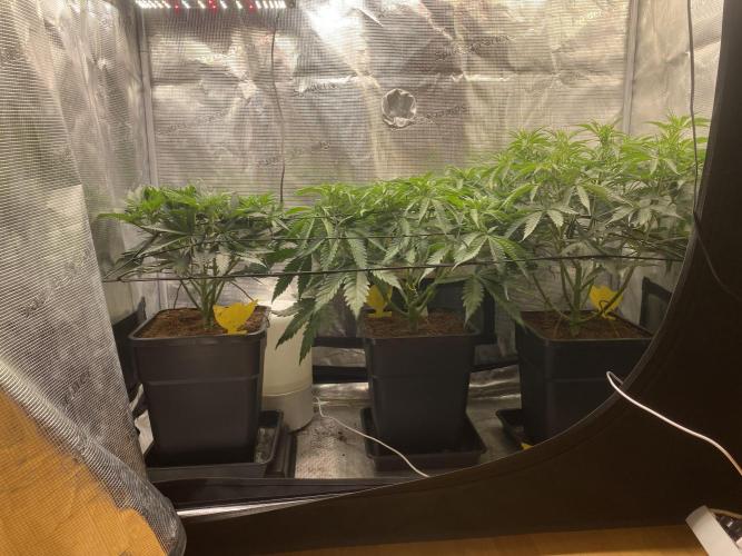 🦍🍪Gorilla Cookies FF# Phenohunt. Week 6