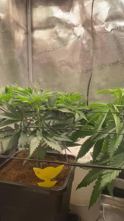 🦍🍪Gorilla Cookies FF# Phenohunt