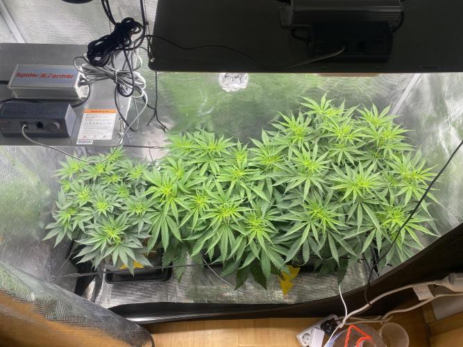 🦍🍪Gorilla Cookies FF# Phenohunt. Week 6