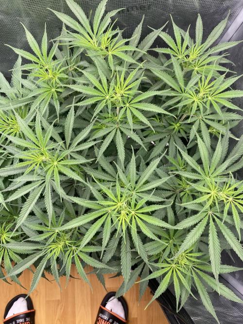 🦍🍪Gorilla Cookies FF# Phenohunt. Week 6