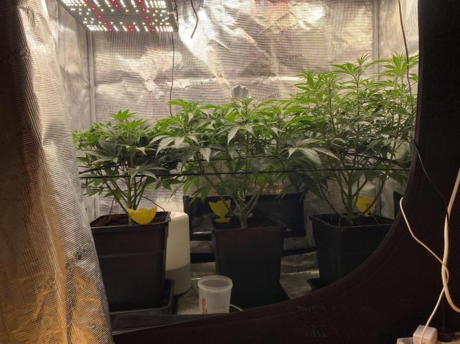 🦍🍪Gorilla Cookies FF# Phenohunt. Week 6