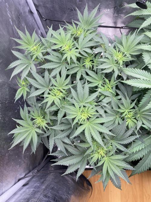 🦍🍪Gorilla Cookies FF# Phenohunt. Week 6