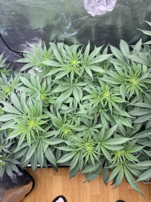 🦍🍪Gorilla Cookies FF# Phenohunt. Week 6