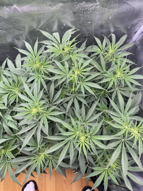 🦍🍪Gorilla Cookies FF# Phenohunt. Week 6