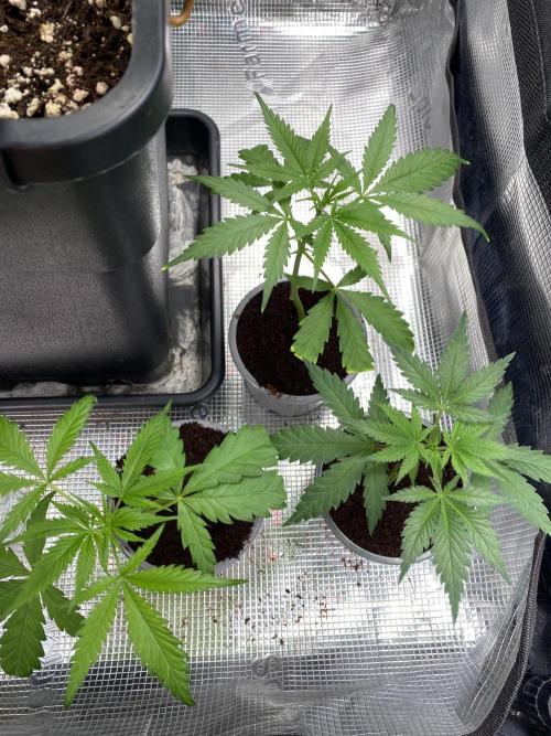 🦍🍪GorillaCookiesFF# Backup cut. Week 2