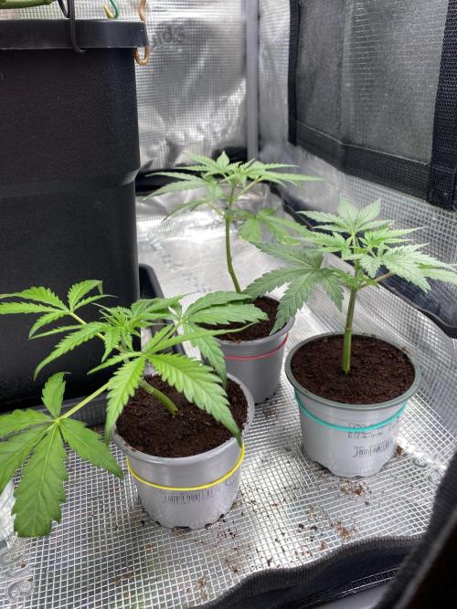 🦍🍪GorillaCookiesFF# Backup cut. Week 2