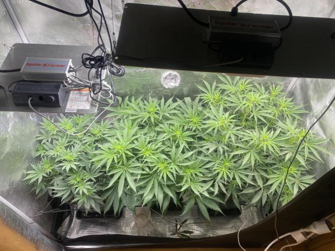 🦍🍪Gorilla Cookies FF# Phenohunt. Week 6