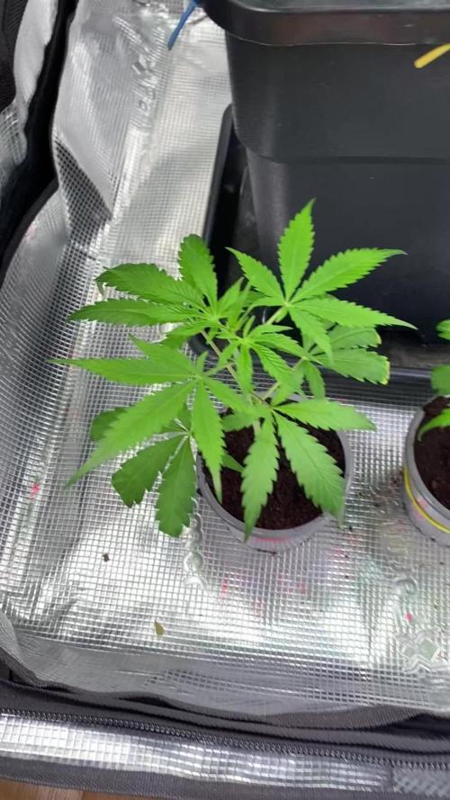 🦍🍪GorillaCookiesFF# Backup cut