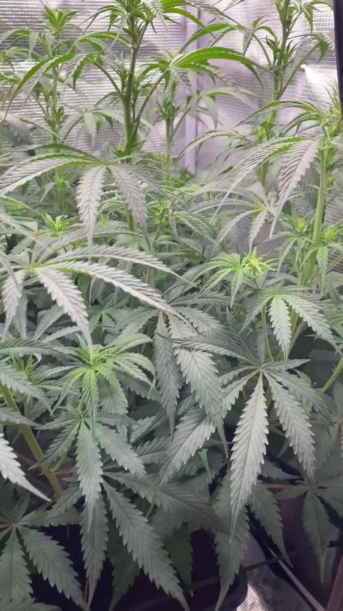 🦍🍪Gorilla Cookies FF# Phenohunt