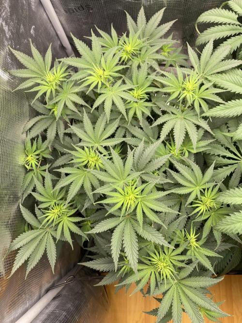 🦍🍪Gorilla Cookies FF# Phenohunt. Week 7