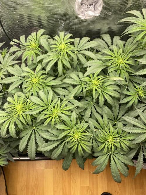 🦍🍪Gorilla Cookies FF# Phenohunt. Week 7