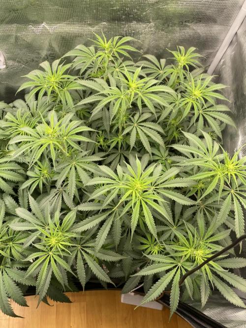 🦍🍪Gorilla Cookies FF# Phenohunt. Week 7