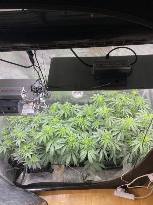 🦍🍪Gorilla Cookies FF# Phenohunt. Week 7