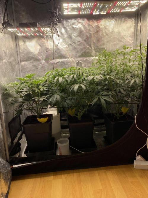 🦍🍪Gorilla Cookies FF# Phenohunt. Week 7