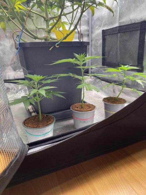 🦍🍪GorillaCookiesFF# Backup cut. Week 3